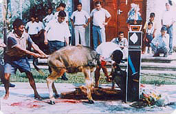 Sacrificing buffalo with a Khukuri