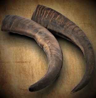 Water buffalo horn used to make handle and scabbard
